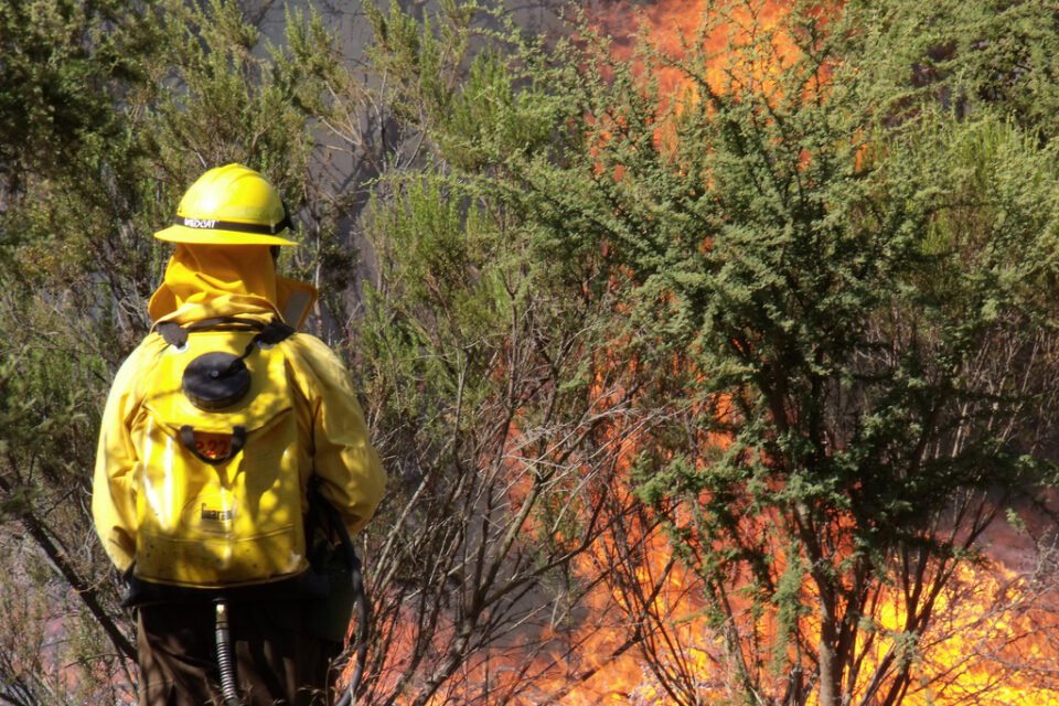 Brigadista de CONAF en labores forestales